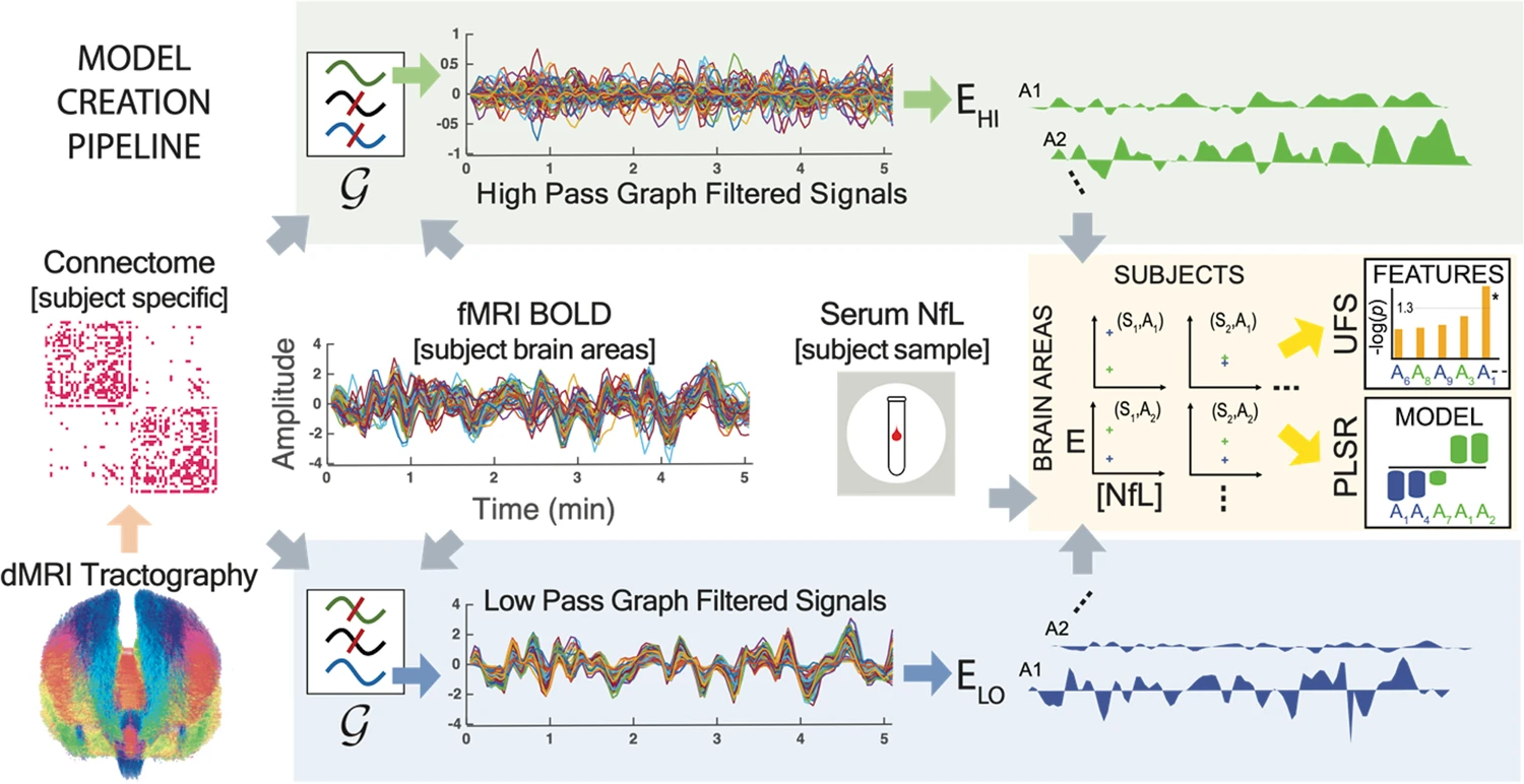 Connectome Eigenmodes: Neurofilament